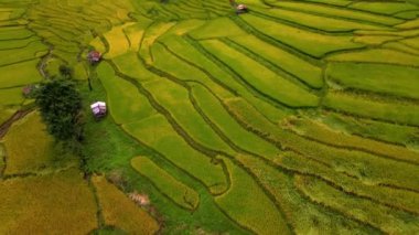 Sapan Bo Kluea Nan Tayland 'daki sarı yeşil çeltik tarlaları, Kuzey Tayland' daki Paddy pirinç tarlaları