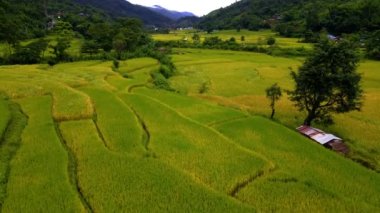 Kuzey Tayland 'da çeltik pirinç tarlaları, Kuzey Tayland' da pirinç tarlaları, yeşil pirinç tarlaları. Sapan Bo Kluea Nan Tayland 'daki sarı yeşil çeltik tarlası terasları, 