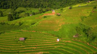 Kuzey Tayland 'daki çeltik pirinç tarlaları, Kuzey Tayland' daki Pa Pong Piang pirinç terasları, Akşamları yumuşak güneş ışığı alan yeşil pirinç tarlaları