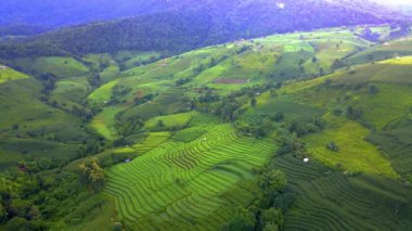 Kuzey Tayland 'da çeltik pirinç tarlaları Kuzey Tayland' da Pa Pong Piang pirinç terasları güneş doğarken yeşil pirinç tarlaları