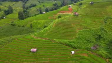 Kuzey Tayland 'da çeltik pirinç tarlaları Kuzey Tayland' da Pa Pong Piang pirinç terasları yeşil mevsimde yeşil pirinç çeltik tarlaları