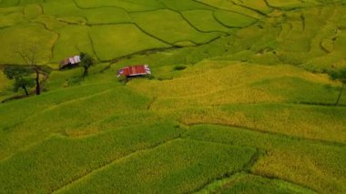 Sapan Bo Kluea Nan Tayland 'daki sarı yeşil çeltik tarlaları, 