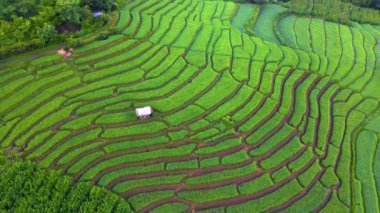 Kuzey Tayland 'da çeltik pirinç tarlaları Kuzey Tayland' da Pa Pong Piang pirinç terasları güneş doğarken yeşil pirinç tarlaları