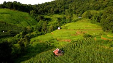 Kuzey Tayland 'da çeltik pirinç tarlaları Kuzey Tayland' da Pa Pong Piang pirinç terasları yağmur mevsiminde yeşil pirinç çeltik tarlaları