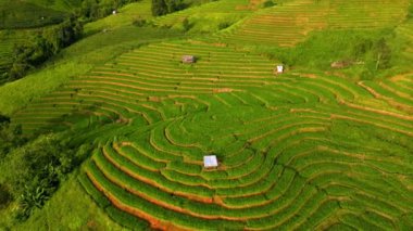 Kuzey Tayland 'daki çeltik pirinç tarlaları, Kuzey Tayland' daki Pa Pong Piang pirinç terasları, Akşamları yumuşak güneş ışığı alan yeşil pirinç tarlaları