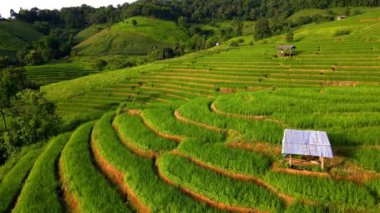 Kuzey Tayland 'da çeltik pirinç tarlaları, Kuzey Tayland' da Pa Pong Piang pirinç terasları, dağlarda küçük çiftlik kulübeleri olan yeşil pirinç tarlaları.