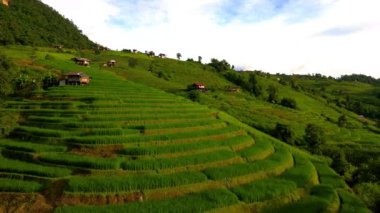 Kuzey Tayland 'da çeltik pirinç tarlaları Kuzey Tayland' da Pa Pong Piang pirinç terasları yağmur mevsiminde yeşil pirinç çeltik tarlaları