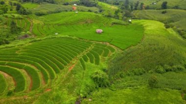Kuzey Tayland 'da çeltik pirinç tarlaları Kuzey Tayland' da Pa Pong Piang pirinç terasları yağmur mevsiminde yeşil pirinç çeltik tarlaları