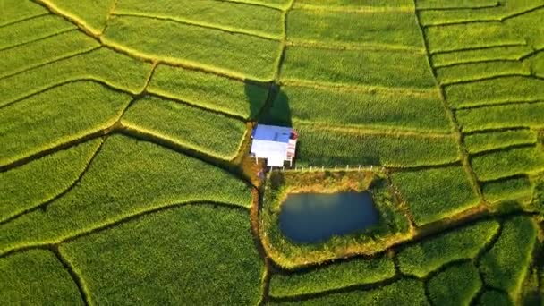 Kuzey Tayland Çeltik Pirinç Tarlaları Kuzey Tayland Pirinç Tarlaları Yeşil — Stok video