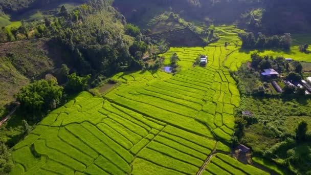 Paddy Rice Farmland Northern Thailand Green Rice Paddy Fields Райсовое — стоковое видео