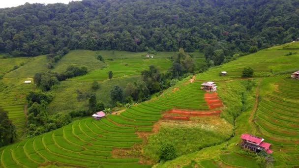 Kuzey Tayland Çeltik Pirinç Tarlaları Kuzey Tayland Pong Piang Pirinç — Stok video