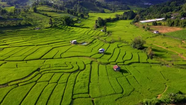 Рисові Ферми Падді Північному Таїланді Тераси Рисових Полів Північному Таїланді — стокове відео