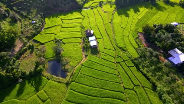 Kuzey Tayland Pirinç Tarlaları Yeşil Pirinç Tarlaları Chiangmai Kraliyet Projesi — Stok video