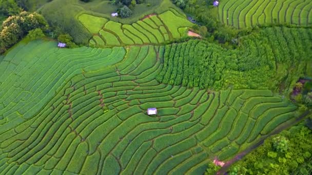 Terrain Rizicole Paddy Dans Nord Thaïlande Terrasses Riz Pong Piang — Video