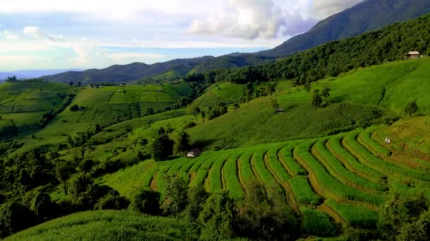 Terrenos Cultivo Arroz Con Cáscara Norte Tailandia Terrazas Arroz Pong — Vídeo de stock