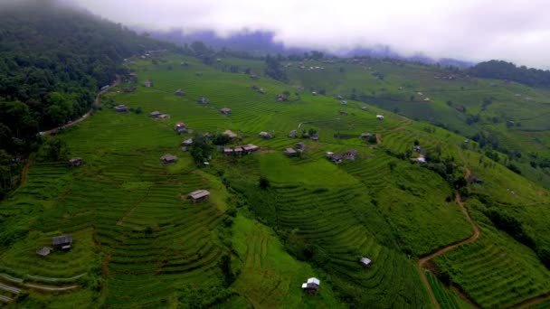 Terrain Rizicole Dans Nord Thaïlande Terrasses Riz Pong Piang Dans — Video
