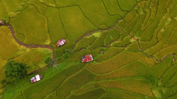 Рисові Ферми Падді Північному Таїланді Рисові Польові Тераси Північному Таїланді — стокове відео