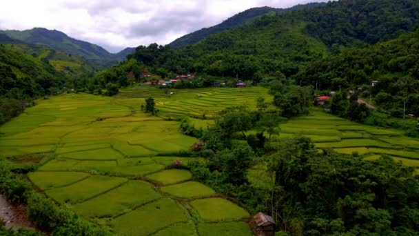 Terras Agrícolas Arroz Paddy Norte Tailândia Terraços Verdes Amarelos Arroz — Vídeo de Stock