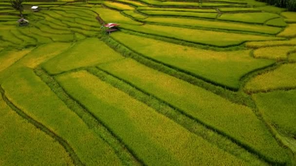 Жовтий Зелений Золотий Рисовий Плащ Польові Тераси Sapan Kluea Nan — стокове відео