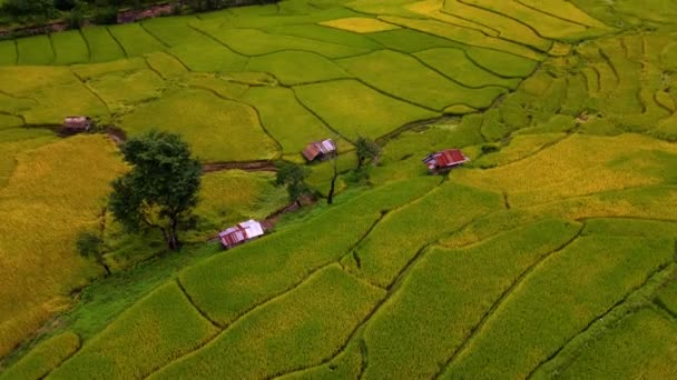 Paddy Ρύζι Καλλιεργήσιμη Στη Βόρεια Ταϊλάνδη Ρύζι Αναβαθμίδες Τομέα Στη — Αρχείο Βίντεο