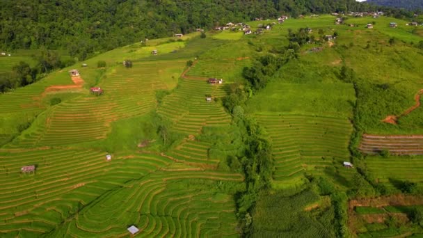Terrenos Cultivo Arroz Con Cáscara Norte Tailandia Terrazas Arroz Pong — Vídeo de stock