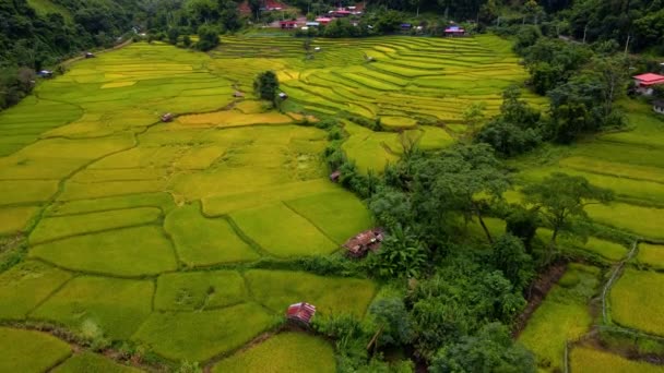 Κίτρινο Πράσινο Χρυσό Ρύζι Ορυζώνες Ορυζώνες Sapan Kluea Nan Ταϊλάνδη — Αρχείο Βίντεο