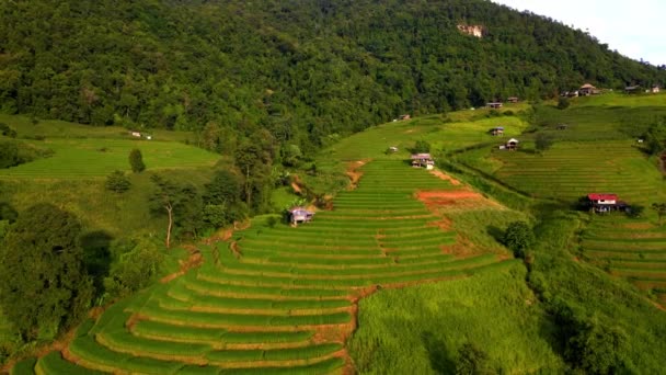 Paddy Rijst Landbouwgrond Noord Thailand Pong Piang Rijst Terrassen Noord — Stockvideo
