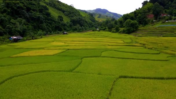 Paddyris Jordbruksmark Norra Thailand Risfält Terrasser Norra Thailand Gul Grön — Stockvideo