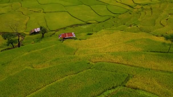 Κίτρινο Πράσινο Χρυσό Ρύζι Paddy Βεράντες Τομέα Στο Sapan Kluea — Αρχείο Βίντεο