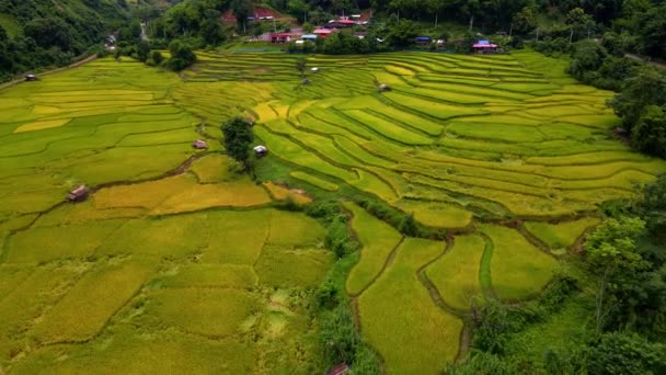Κίτρινο Πράσινο Χρυσό Ρύζι Ορυζώνες Ορυζώνες Sapan Kluea Nan Ταϊλάνδη — Αρχείο Βίντεο