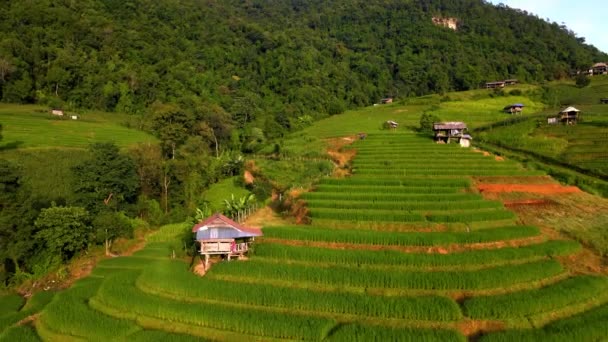 Paddy Arroz Tierras Cultivo Norte Tailandia Pong Piang Terrazas Arroz — Vídeo de stock