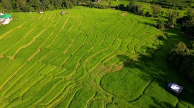 Kuzey Tayland 'da çeltik pirinç tarlaları, Kuzey Tayland' da pirinç tarlaları, yeşil pirinç tarlaları. Chiangmai Kraliyet Projesi Khun Pae 'de gün batımında pirinç tarlasında.