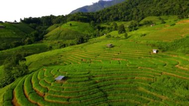 Kuzey Tayland 'da çeltik pirinç tarlaları, Kuzey Tayland' da Pa Pong Piang pirinç terasları, küçük bambu kulübeleri olan yeşil pirinç tarlaları. 
