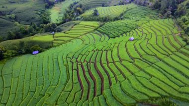 Kuzey Tayland 'da çeltik pirinç tarlaları, Kuzey Tayland' da Pa Pong Piang pirinç terasları, sisli ve bulutlu güneş doğarken yeşil pirinç tarlaları.