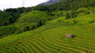 Kuzey Tayland 'da çeltik pirinç tarlaları, Kuzey Tayland dağlarında Pa Pong Piang pirinç terasları, yeşil pirinç tarlaları