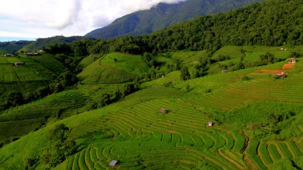 Рисовая Ферма Падди Северном Таиланде Рисовые Террасы Понг Пьянг Горах — стоковое видео