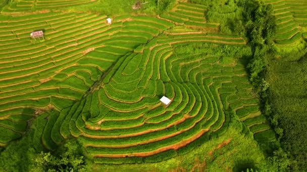 Рисовая Ферма Падди Севере Таиланда Рисовые Террасы Понг Пьянг Севере — стоковое видео