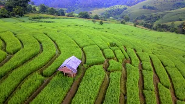Paddy Pola Ryżowe Północnej Tajlandii Pong Piang Tarasy Ryżowe Północnej — Wideo stockowe