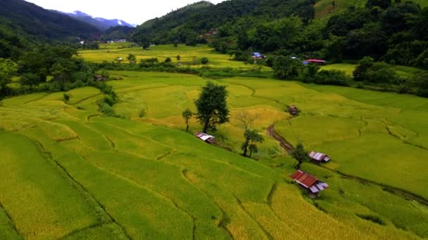 Terras Agrícolas Arroz Paddy Norte Tailândia Terraços Campo Arroz Norte — Vídeo de Stock