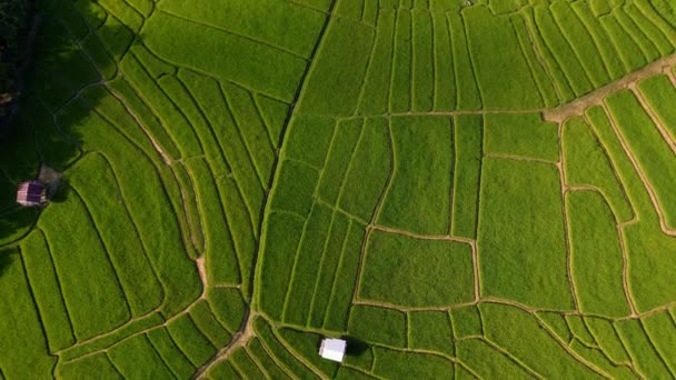 Рисовая Ферма Падди Северном Таиланде Рисовое Поле Террасед Чиангмайском Королевском — стоковое видео