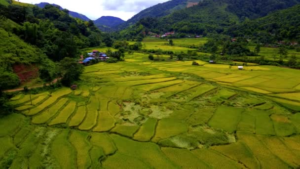 Paddy Ρύζι Καλλιεργήσιμη Στη Βόρεια Ταϊλάνδη Κίτρινο Πράσινο Χρυσό Ρύζι — Αρχείο Βίντεο