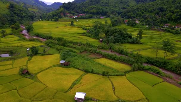 Paddyris Jordbruksmark Norra Thailand Gul Grön Gyllene Ris Paddyfält Terrasser — Stockvideo