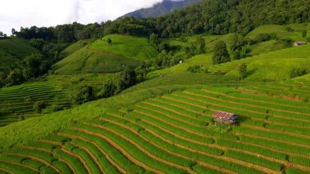 Arrozales Norte Tailandia Terrazas Arroz Pong Piang Las Montañas Del — Vídeo de stock