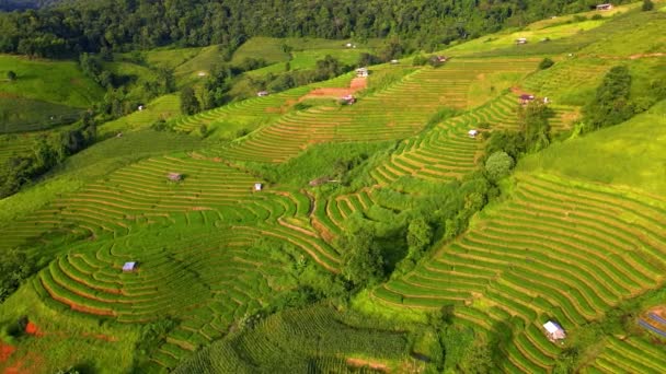 Terras Agrícolas Arroz Paddy Norte Tailândia Terraços Arroz Pong Piang — Vídeo de Stock