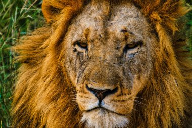 Güney Afrika 'daki Kruger Ulusal Parkı' nda safari yaparken Afrika Aslanı 'na yakın bir yerde. Kameraya bakan aslanlara yaklaş.