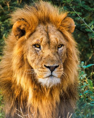 Güney Afrika 'daki Kruger Ulusal Parkı' nda safari yaparken Afrika Aslanı 'na yaklaş.