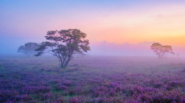 Zuiderheide Ulusal Parkı Veluwe, çiçek açmış mor pembe düve, Laren Hilversum Hollanda 'nın Veluwe' sinde sisli ve sisli gündoğumunda açan ısıtıcı.