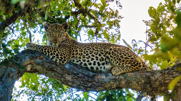 Leopard Kruger Nationalpark Südafrika Leoparden Oder Panther Nahaufnahme Mit Blickkontakt — Stockfoto