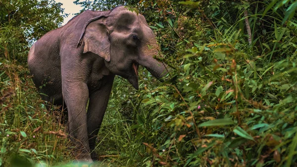 Słoń Dżungli Sanktuarium Chiang Mai Tajlandia Elephant Sierociniec Gospodarstwo Górach — Zdjęcie stockowe