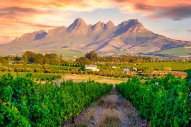 Güney Afrika Cape Town yakınlarındaki Stellenbosch 'ta dağlarla birlikte günbatımında üzüm bağı manzarası. Stellenbosch 'taki üzüm bağında üzüm üzümleri.